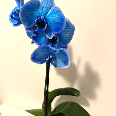 Piazza Navona Sweet *