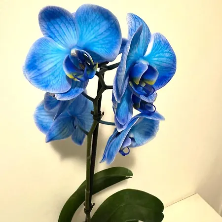 Appartamento Piazza Navona Sweet