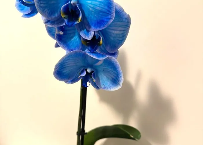 Piazza Navona Sweet *