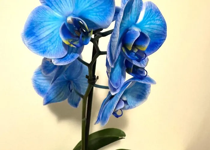 Appartamento Piazza Navona Sweet